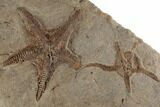 Ordovician Brittle Star (Ophiura) With Partials - Morocco #196746-3